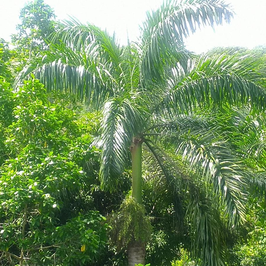 Tha Lagoon Spot Port Antonio Luaran gambar